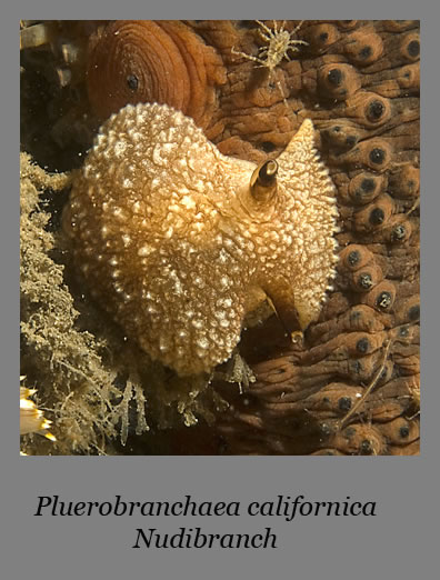 pluerobranchaea californica nudibranch